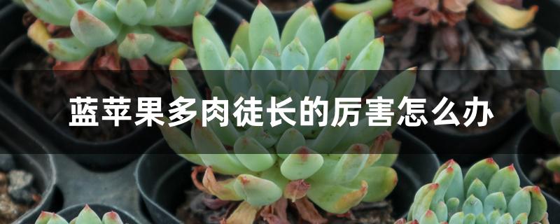 蓝苹果多肉徒长的厉害怎么办 蓝苹果多肉徒长的厉害怎么办