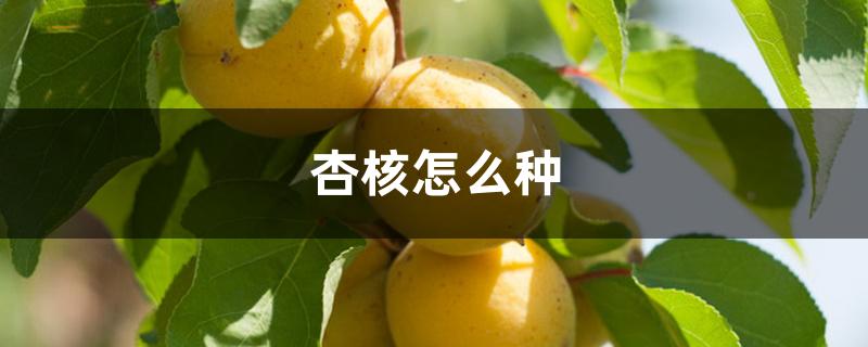 杏核怎么种 杏核怎么种