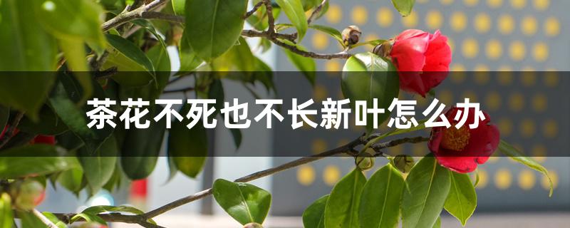 茶花不死也不长新叶怎么办 茶花不死也不长新叶怎么办