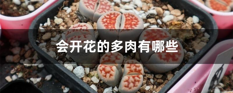 会开花的多肉有哪些 会开花的多肉有哪些