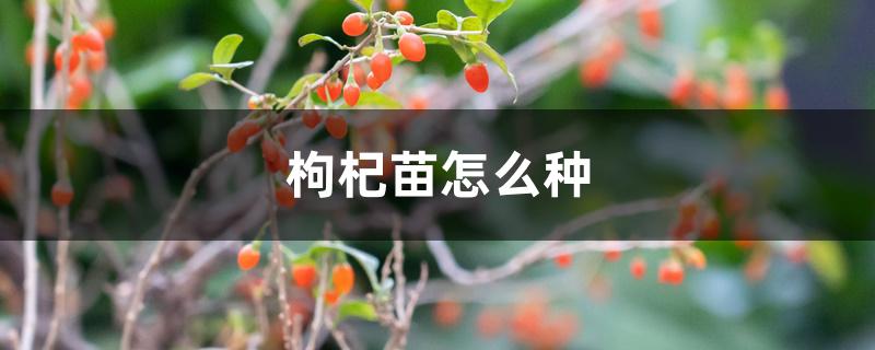 枸杞苗怎么种 枸杞苗怎么种