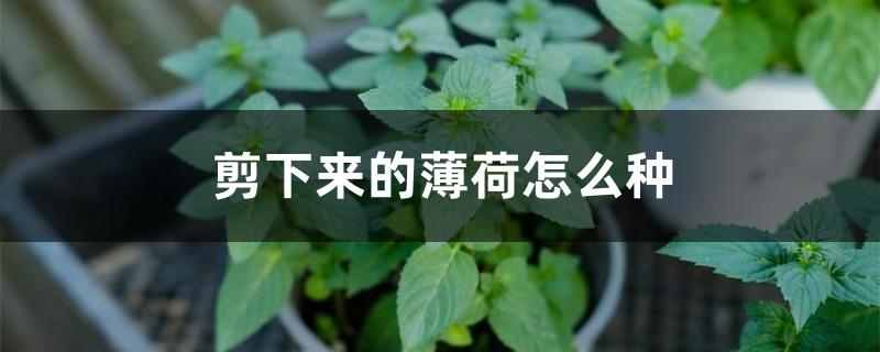剪下来的薄荷怎么种 剪下来的薄荷怎么种