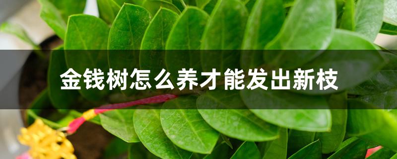 金钱树怎么养才能发出新枝 金钱树怎么养才能发出新枝