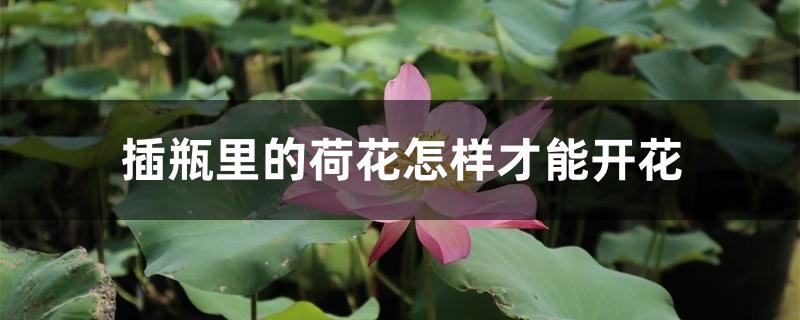 插瓶里的荷花怎样才能开花 插瓶里的荷花怎样才能开花