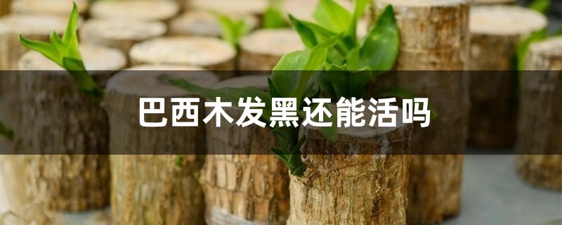 巴西木发黑还能活吗 巴西木发黑还能活吗