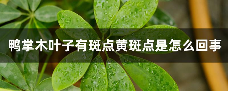 鸭掌木叶子有斑点黄斑点是怎么回事 鸭掌木叶子有斑点黄斑点是怎么回事