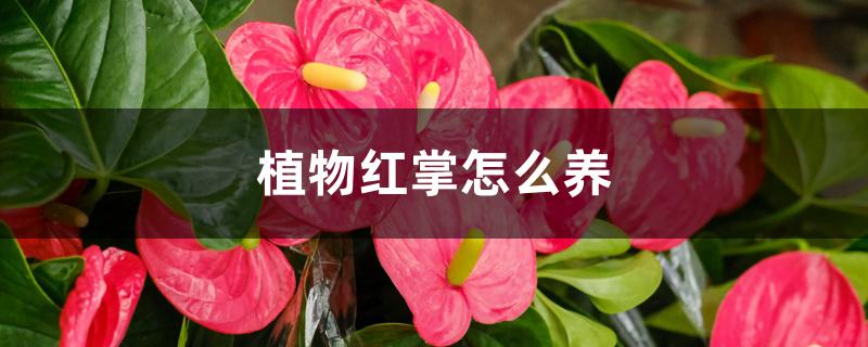 植物红掌怎么养