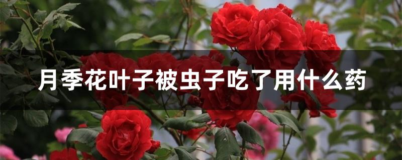 月季花叶子被虫子吃了用什么药 月季花叶子被虫子吃了用什么药