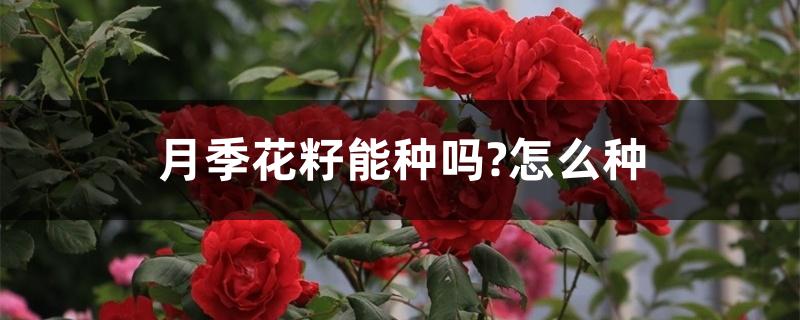 月季花籽能种吗?怎么种 月季花籽能种吗?怎么种