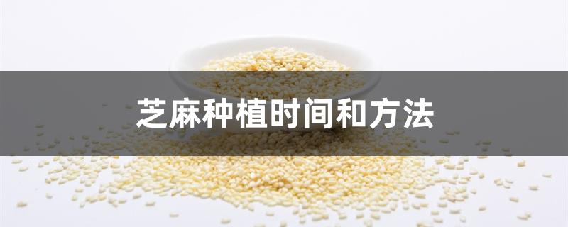 芝麻种植时间和方法 芝麻种植时间和方法