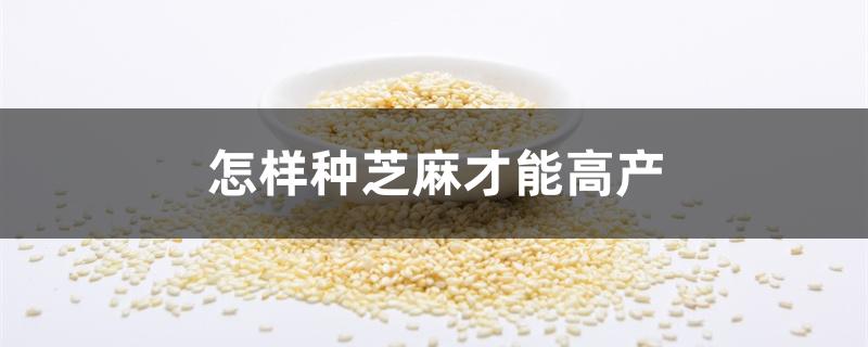 怎样种芝麻才能高产 怎样种芝麻才能高产