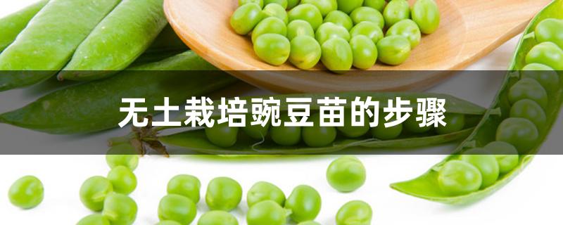无土栽培豌豆苗的步骤 无土栽培豌豆苗的步骤