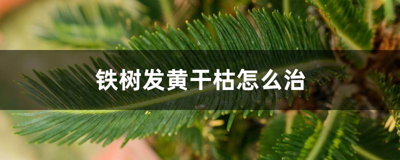 铁树发黄干枯怎么治 铁树发黄干枯怎么治