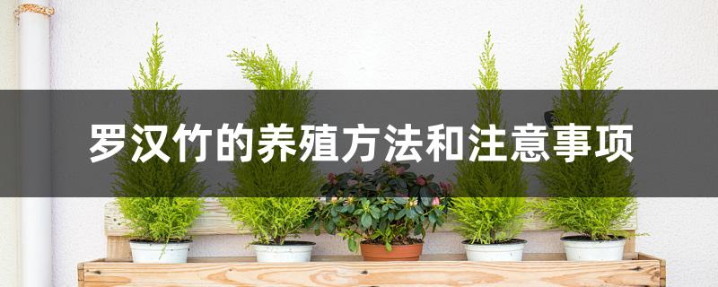 罗汉竹的养殖方法和注意事项 罗汉竹的养殖方法和注意事项