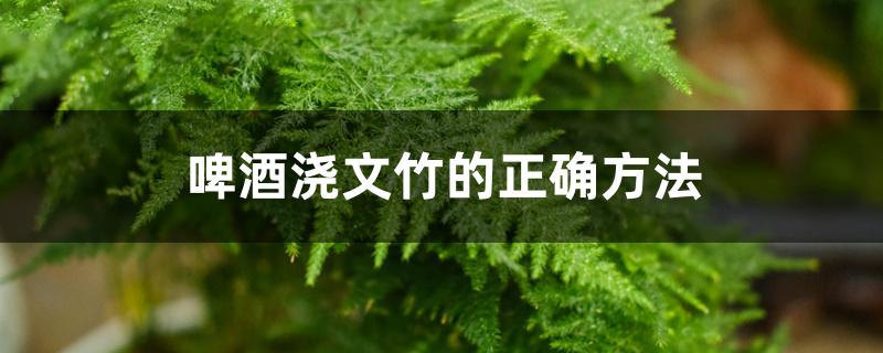 啤酒浇文竹的正确方法 啤酒浇文竹的正确方法