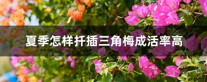 夏季怎样扦插三角梅成活率高 夏季怎样扦插三角梅成活率高