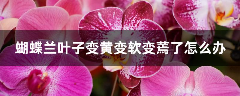 蝴蝶兰叶子变黄变软变蔫了怎么办 蝴蝶兰叶子变黄变软变蔫了怎么办