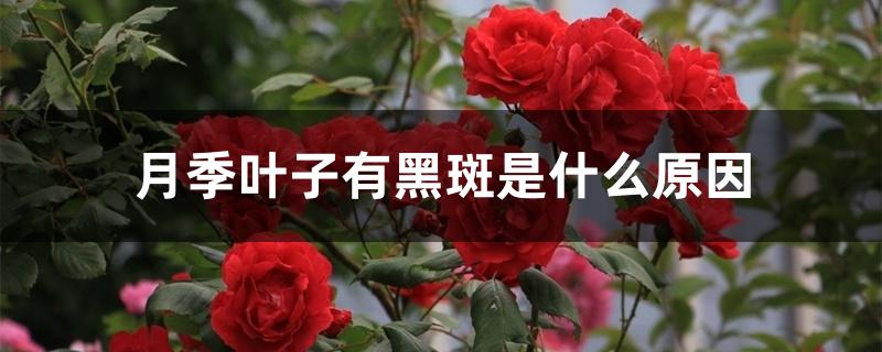 月季叶子有黑斑是什么原因 月季叶子有黑斑是什么原因