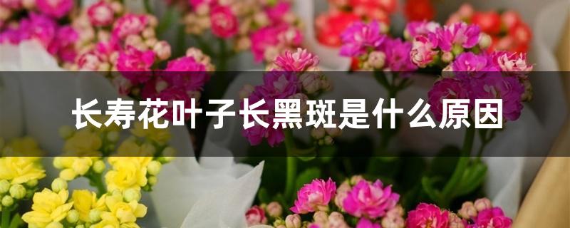 长寿花叶子长黑斑是什么原因 长寿花叶子长黑斑是什么原因