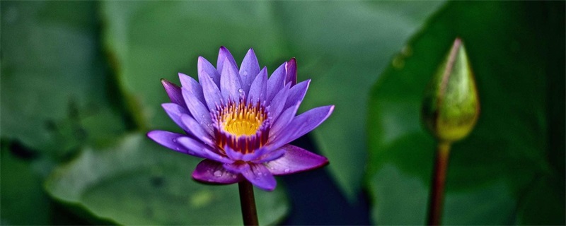 紫色睡莲的花语和寓意 紫色睡莲的花语和寓意