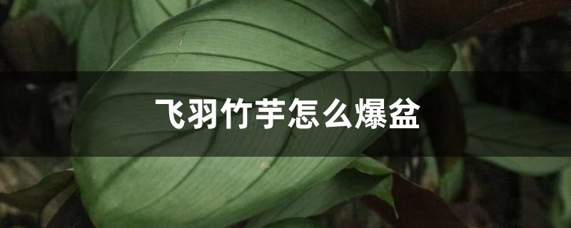 飞羽竹芋怎么爆盆 飞羽竹芋怎么爆盆