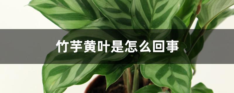 竹芋黄叶是怎么回事 竹芋黄叶是怎么回事