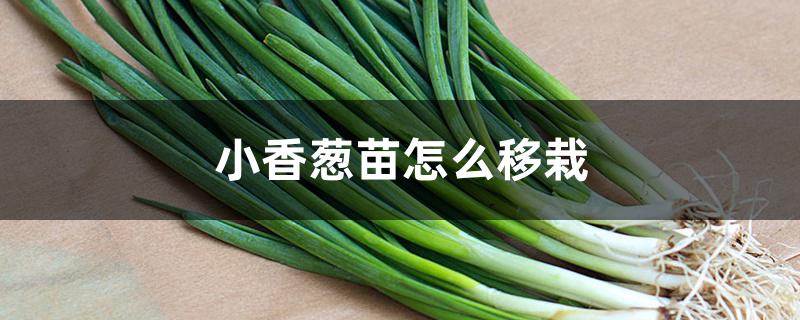 小香葱苗怎么移栽 小香葱苗怎么移栽