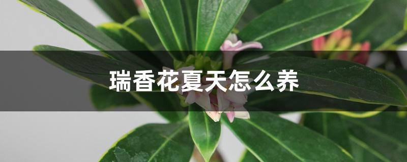 瑞香花夏天怎么养 瑞香花夏天怎么养