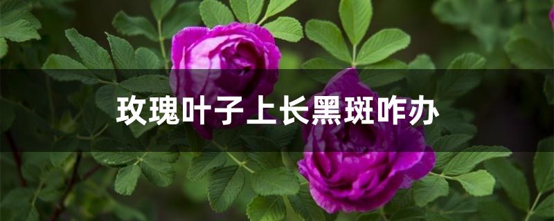 玫瑰叶子上长黑斑咋办 玫瑰叶子上长黑斑咋办
