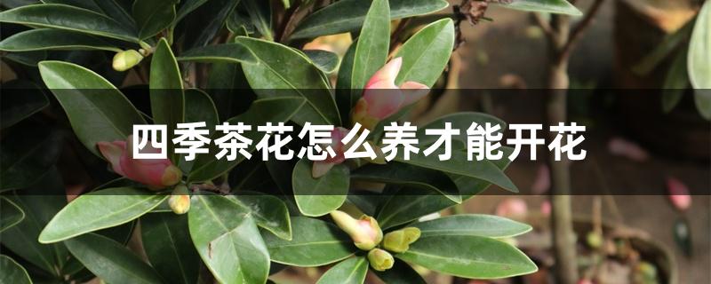 四季茶花怎么养才能开花 四季茶花怎么养才能开花