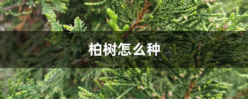 柏树怎么种 柏树怎么种