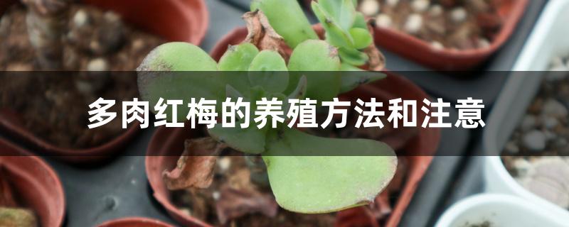 多肉红梅的养殖方法和注意 多肉红梅的养殖方法和注意