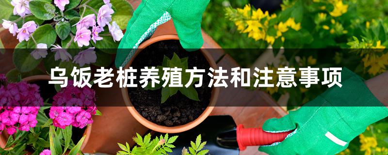 乌饭老桩养殖方法和注意事项 乌饭老桩养殖方法和注意事项
