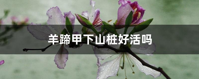 羊蹄甲下山桩好活吗 羊蹄甲下山桩好活吗