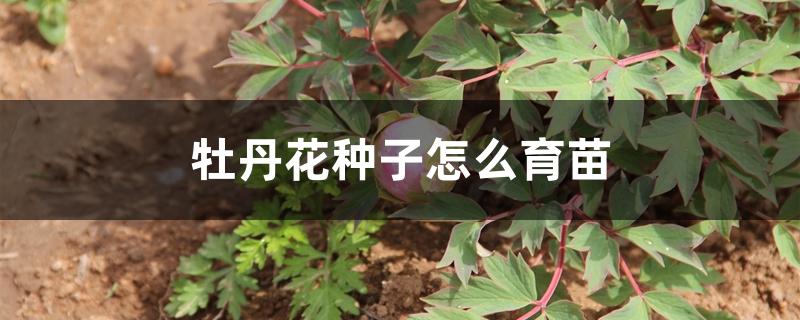 牡丹花种子怎么育苗 牡丹花种子怎么育苗