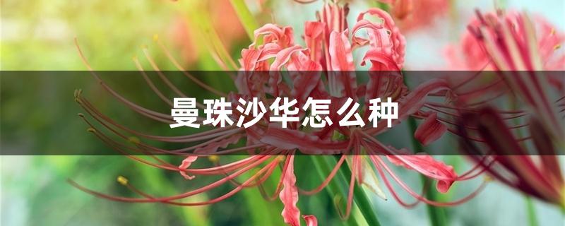 曼珠沙华怎么种 曼珠沙华怎么种