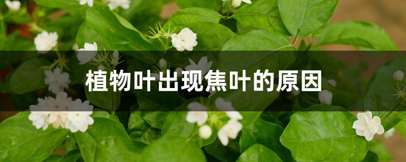 植物叶出现焦叶的原因 植物叶出现焦叶的原因