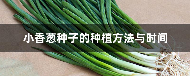 小香葱种子的种植方法与时间 小香葱种子的种植方法与时间