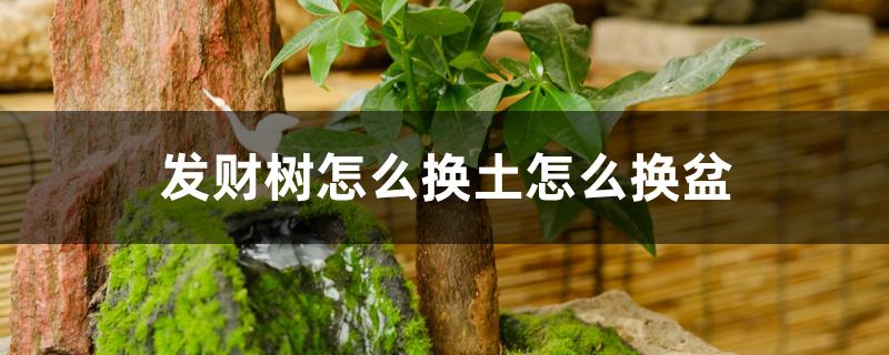 发财树怎么换土怎么换盆 发财树怎么换土怎么换盆