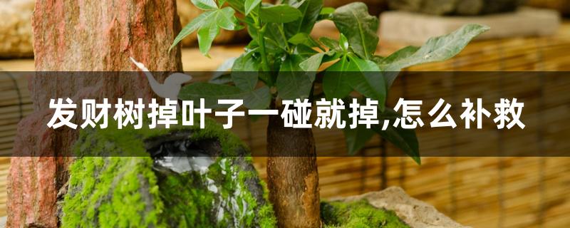 发财树掉叶子一碰就掉,怎么补救 发财树掉叶子一碰就掉,怎么补救