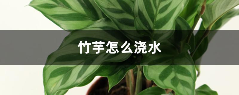 竹芋怎么浇水 竹芋怎么浇水