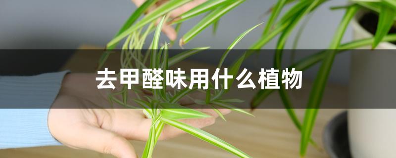 去甲醛味用什么植物 去甲醛味用什么植物
