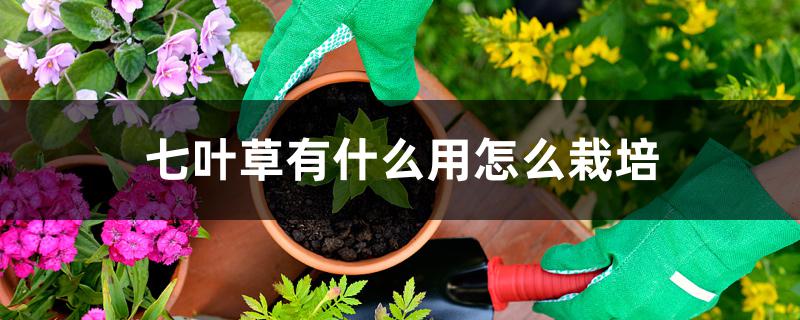 七叶草有什么用怎么栽培 七叶草有什么用怎么栽培