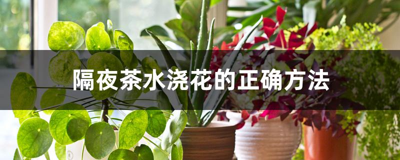 隔夜茶水浇花的正确方法 隔夜茶水浇花的正确方法