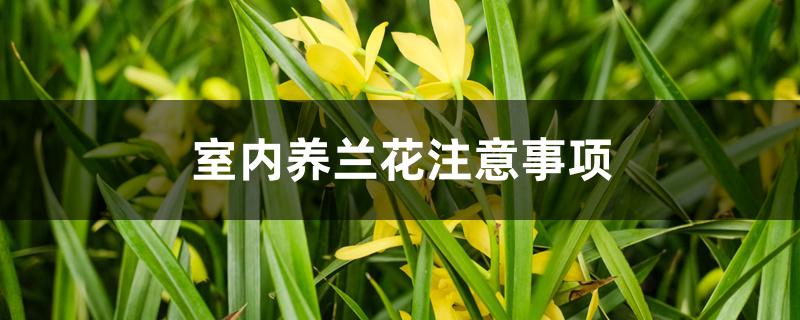 室内养兰花注意事项 室内养兰花注意事项