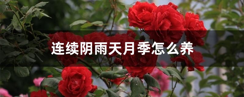 连续阴雨天月季怎么养 连续阴雨天月季怎么养
