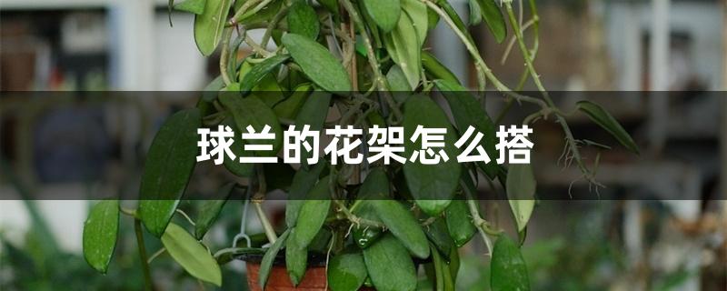 球兰的花架怎么搭 球兰的花架怎么搭