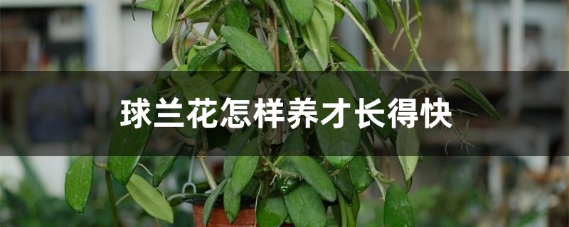 球兰花怎样养才长得快 球兰花怎样养才长得快