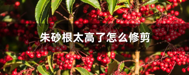 朱砂根太高了怎么修剪 朱砂根太高了怎么修剪
