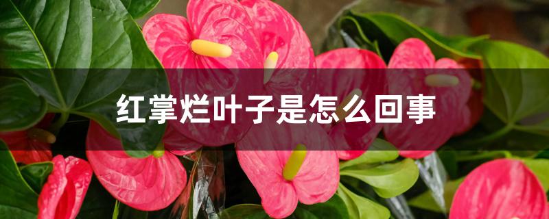 红掌烂叶子是怎么回事 红掌烂叶子是怎么回事